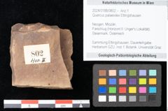 Foto (Objekt + Etikett) von Quercus palaeoilex Ettingshausen (NHMW-GEO-2024-0188-0802)